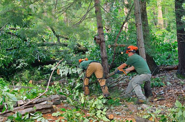 Grosse Pointe Park, MI Tree Service Company